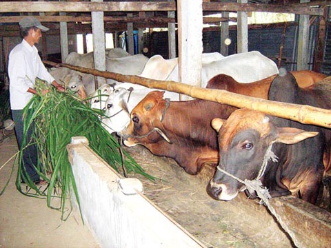 Bo cuoi, nguoi khoc hinh anh