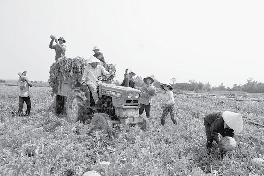 Được các “hiệp sĩ” nhận mua dưa hấu giúp, người dân thôn Mỹ Danh, xã Tịnh Hiệp, huyện Sơn Tịnh, Quảng Ngãi tất bật thu hoạch dưa hấu. 