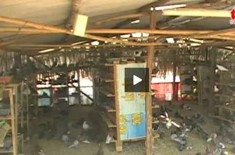 Nuoi hang ngan chim bo cau bang am nhac hinh anh