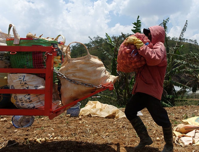 Chỉ những củ hành tây lớn nông dân mới thu hoạch trữ trong kho chờ giá nhích lên sẽ bán.