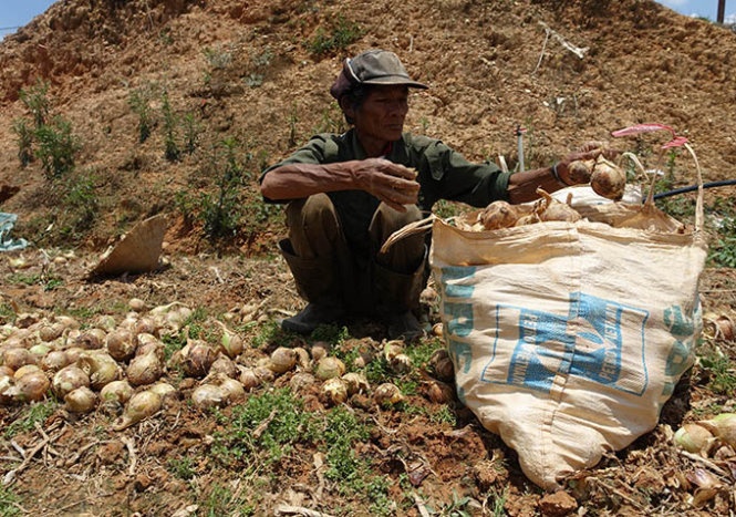 Những củ hành tây to người dân mới chọn mang về, còn những củ nhỏ thì bỏ lại để không bị lỗ do phí vận chuyển.