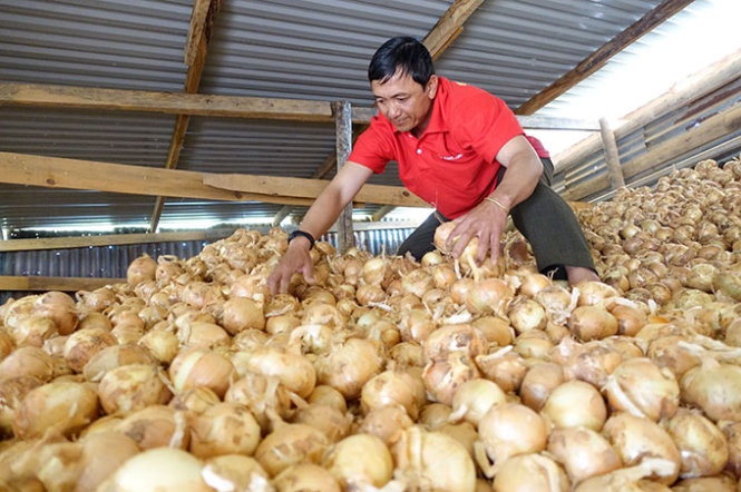 Tránh lỗ nặng, nông dân trữ hành tây trong kho đợi giá. Trong ảnh, nông dân Lê Mỹ Thành đang bảo quản hơn 80 tấn hành tây trong kho để đợi giá.