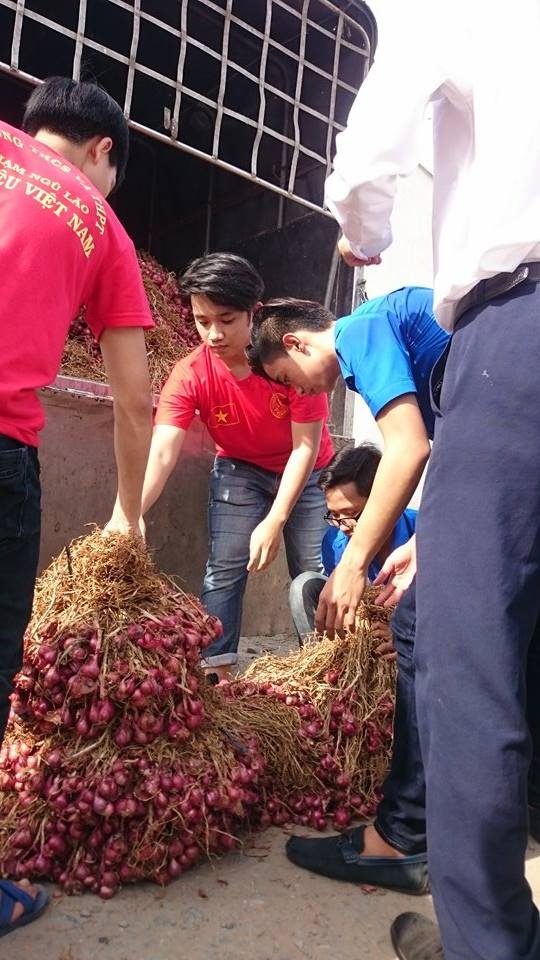 Đoàn viên, thanh niên hỗ trợ nông dân thu gom, vận chuyển hành tím.