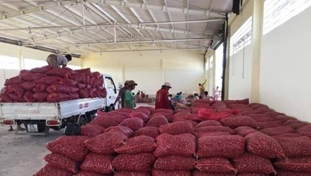 Sau dua hau, hon 100 tan hanh tim duoc thu mua hinh anh