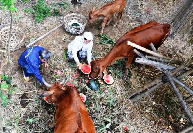 Nong dan Quang Ngai tiep tuc trong dua kieu may rui hinh anh