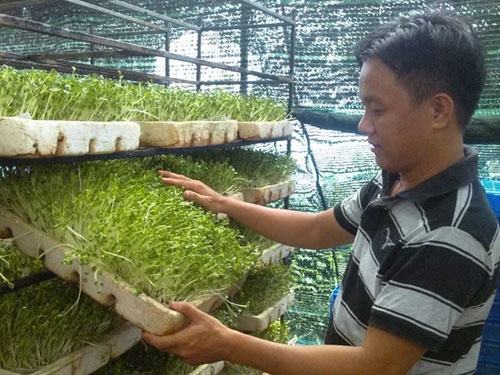 Ong trum rau mam, gia sach hinh anh