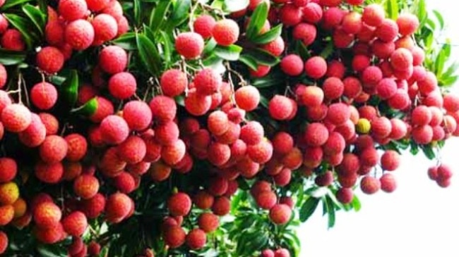 Australia cho phep nhap khau qua vai tuoi tu Viet Nam hinh anh