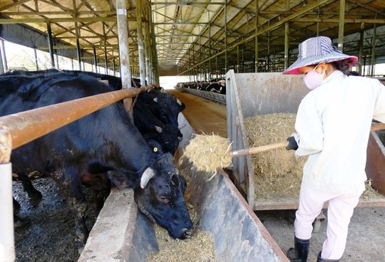 Bo Kobe 'made in 100% Viet Nam' sap xuat chuong hinh anh