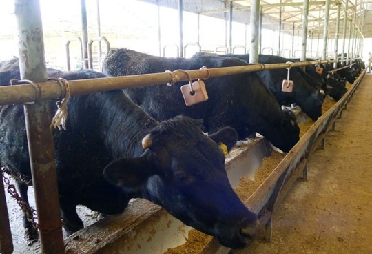 Bò Kobe “made in VN” đang trong giai đoạn vỗ béo để xuất chuồng tháng 6 tới.