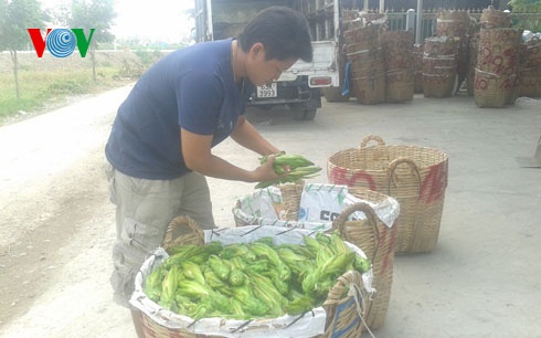 Thương lái chọn mua hoa thanh long.