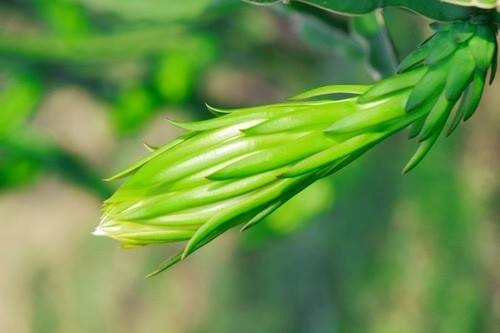 Mua hoa thanh long ban sang Trung Quoc: Lai am muu gi? hinh anh