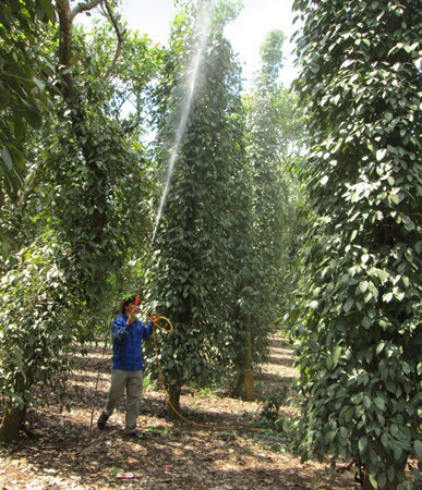 Giá hồ tiêu trong nước và xuất khẩu còn tiếp tục cao trong vài năm tới do nguồn cung thấp hơn nhu cầu, nhưng sau đó thị trường có thể sụp đổ nếu nông dân tiếp tục ồ ạt trồng tiêu như hiện nay.