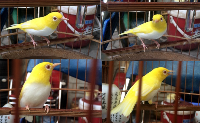 Theo anh Tú, cả tỷ con chim hoàng khuyên đột biến mới có một con được hoàn hảo như con chim này. Tất cả bộ gồm chân, màu lông, mắt đều đẹp và đặc biệt là đấu rất giỏi.