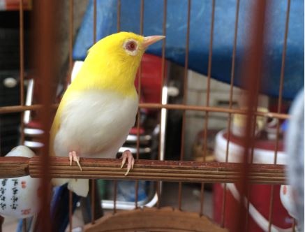 Chim vanh khuyen dot bien gen gia 15.000 dola hinh anh