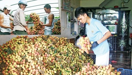 Vai tranh dop dua hau, hanh tim hinh anh