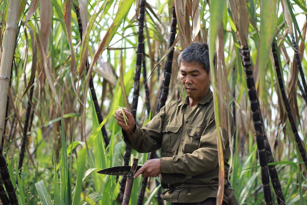 Cay giam ngheo gia 1.000 dong van e hinh anh