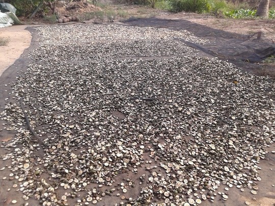 Thuong lai thu mua cam non xuat sang Trung Quoc hinh anh