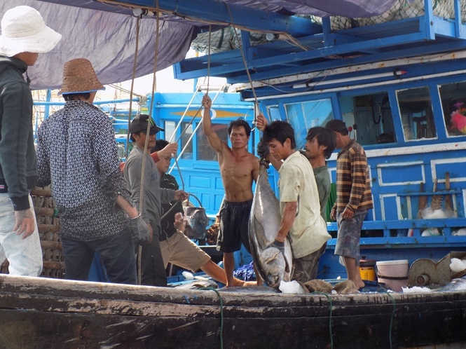 Ca ngu thua lo hinh anh