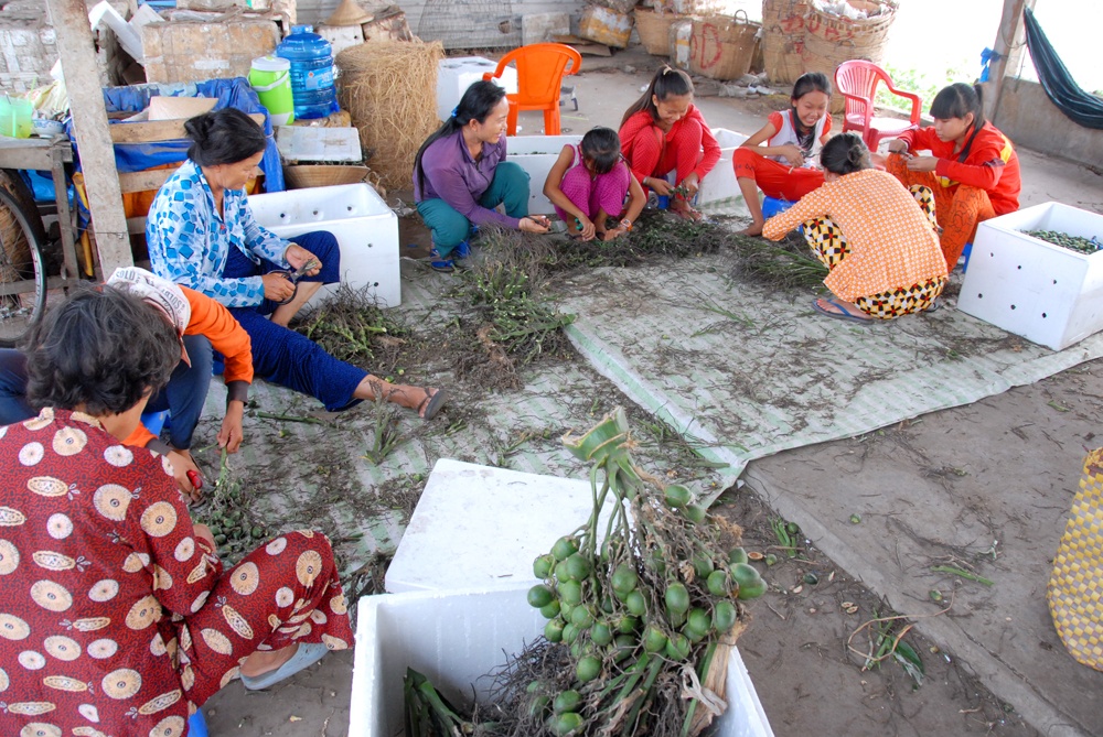 Theo ngành chức năng việc bán cau non rầm rộ hiện nay tuy không gây hại gì hết cho dân, trong thời gian ngắn sẽ không còn cau non và cau già để bán. Tuy nhiên điều khó hiểu học mua cau non dùng làm mục đích làm gì, vẫn chưa ai biết ? Ảnh: Ngọc Trinh.