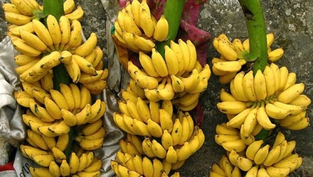 Cach chon chuoi ngon, khong ngam hoa chat hinh anh