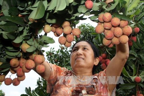 Australia quyet dinh nhap khau vai thieu tu Viet Nam hinh anh