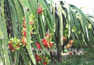 Hang chuc tan thanh long phai vut bo hinh anh