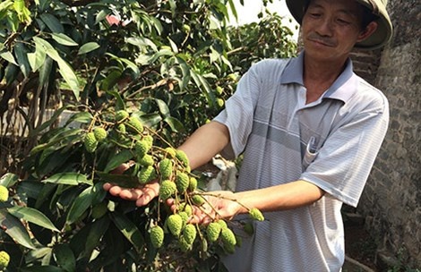 Vải thiều là mặt hàng chủ yếu xuất khẩu sang TQ, thường gặp tình cảnh được mùa rớt giá.