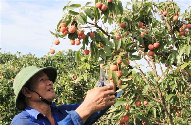 Dua vai Viet Nam sang Australia: 2 viec can som giai quyet hinh anh