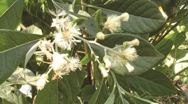 Xon xao 'than duoc' moi hinh anh