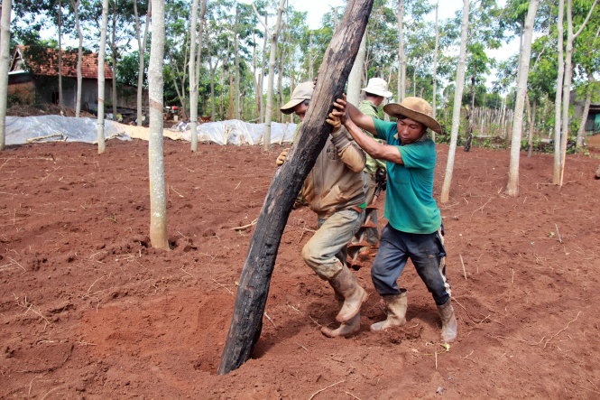 Chat ca phe, lap ao, pha san patin lay dat trong tieu hinh anh