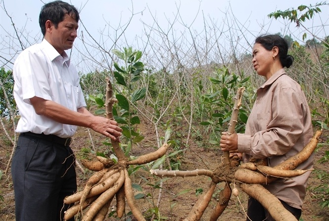 Cay ty do bi hat hui hinh anh