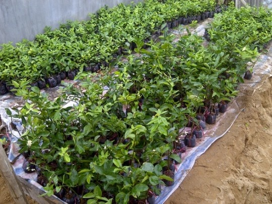 Chính vì thế, giá chanh giống cũng đang ở mức cao từ 14.000- 18.000 đồng/cây.