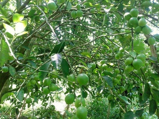 Chat nhan, don chom chom de trong chanh khong hat hinh anh