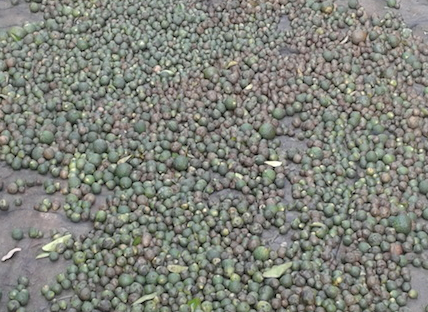 Ngan thuong lai mua cam non ban sang Trung Quoc hinh anh