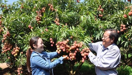 Mat ngot vai thieu tren dat Tay Nguyen hinh anh