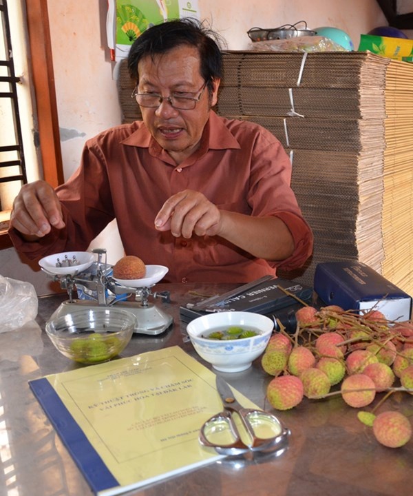 Ông Quốc tỉ mỉ nghiên cứu quả vải.