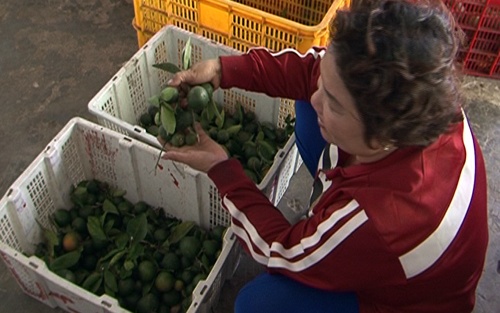 Canh giac thuong lai thu mua cam non hinh anh