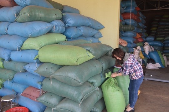 Doanh nghiệp H.P. (huyện Cư Kuin, tỉnh Đắk Lắk) đang 