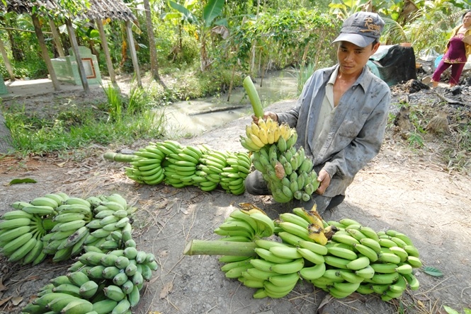 Chuoi mien Tay lai 'khoc' vi Trung Quoc ngung mua hinh anh