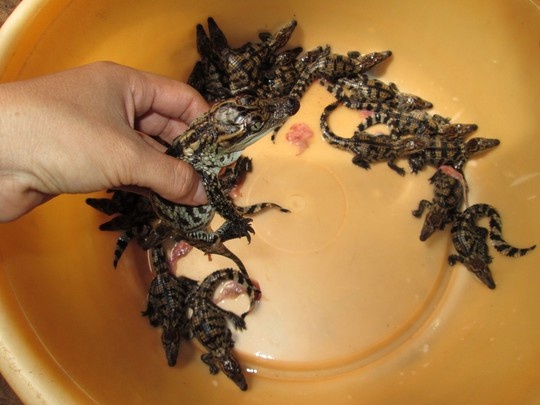 Mot con ca sau giong gia 600.000 dong hinh anh