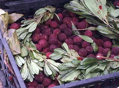 Thanh mai Trung Quoc mua 8.000 ban 200.000 dong/kg hinh anh