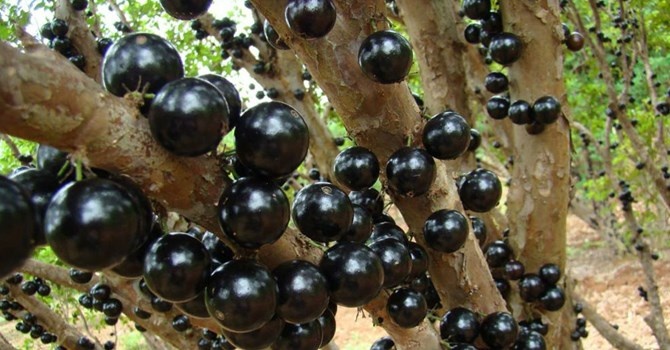 Choi cay tram trieu: Chuyen do khoc, do cuoi cua cac dai gia hinh anh