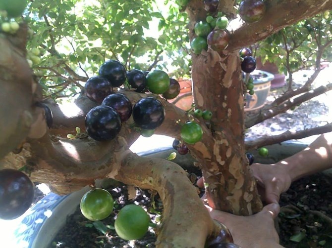 Ngoài là một cây cảnh lạ, nho thân gỗ còn được xem là một loại cây mang nghĩa tâm linh.