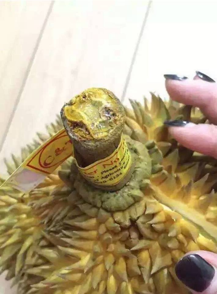 Một loại kem được bôi lên cuống quả sầu riêng.