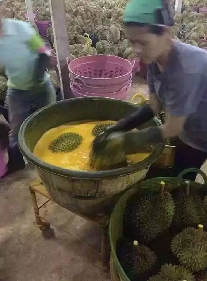 Sầu riêng được vớt ra khỏi chất 