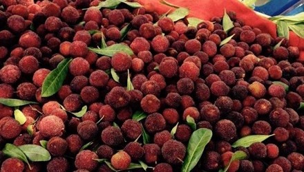 Chua cap phep nhap khau thanh mai tu Trung Quoc hinh anh