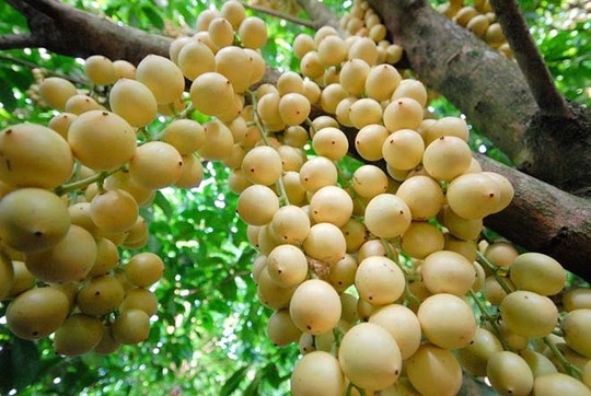 Dâu da miền Tây có nhiều giống, mùi vị, độ chua ngọt khác nhau. Loại ngọt và hơi ngọt có dâu xanh, dâu Bà Phước, dâu miền dưới, dâu Hạ Châu, dâu bòn bon. Hiện nay, dâu bòn bon được coi là thế mạnh của một số nhà vườn miền Tây. So với các loại dâu khác, dâu bòn bon có nhiều ưu thế hơn nhờ trái sai, đều, độ ngọt cao, trái to, mọng nước và thích hợp với nhiều loại đất.