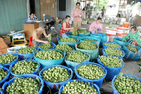 Thương lái vào tận nhà thu mua dâu trái xanh.