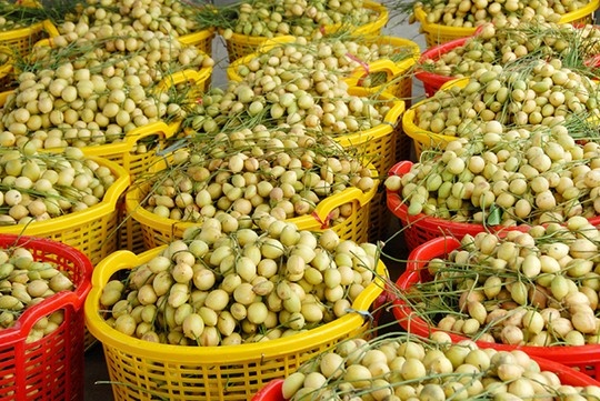 Dâu được vận chuyển bằng các loại ghe xuồng ra chợ.