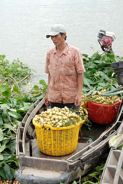 Năm nay do chi phí đầu vào như phân, thuốc trừ sâu ít, chỉ khoảng 20 triệu đồng/ha, giúp nông dân có lợi nhuận nhiều hơn những năm trước, từ 90 triệu đến hơn 100 triệu đồng/ha.